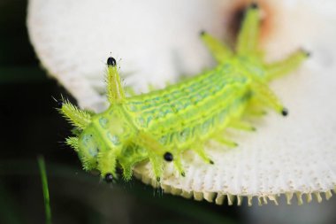 Tırtıl böcek yeşil yapraklarda. Böcek hayvan