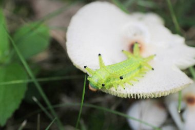 Tırtıl böcek yeşil yapraklarda. Böcek hayvan