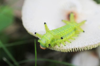 Tırtıl böcek yeşil yapraklarda. Böcek hayvan