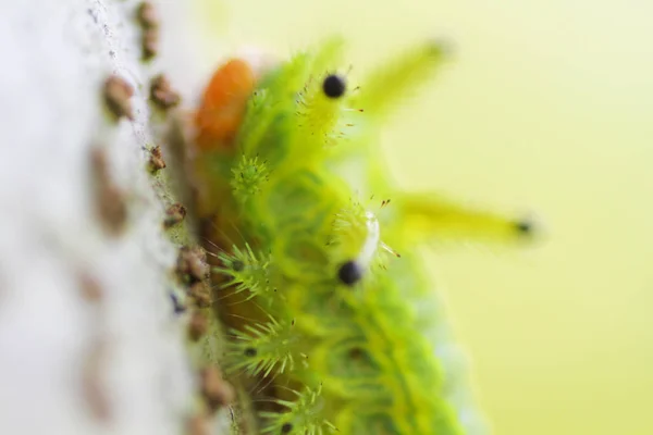 Insecto Oruga Hojas Verdes Insecto Animal — Foto de Stock