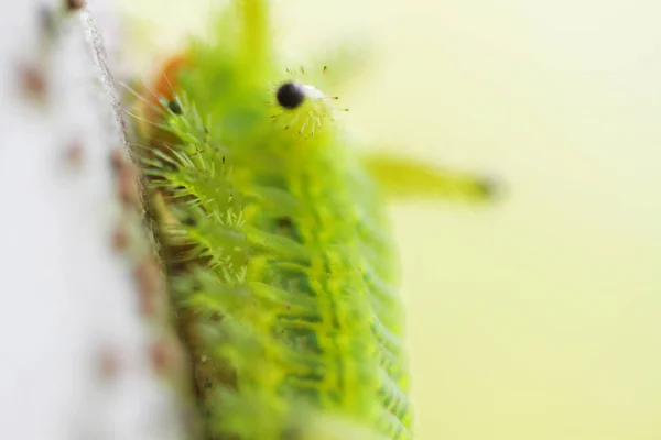 Firma Caterpillar Bug Zielonych Liści Owad Zwierzę — Zdjęcie stockowe