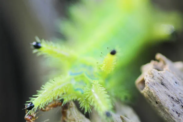 Insecto Oruga Hojas Verdes Insecto Animal — Foto de Stock