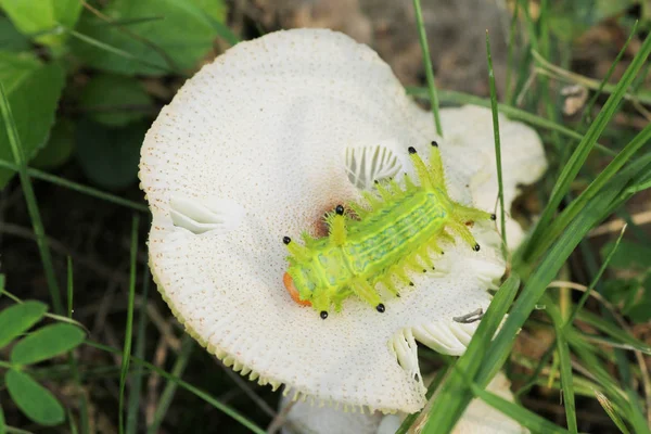 Tırtıl böcek yeşil yapraklarda. Böcek hayvan