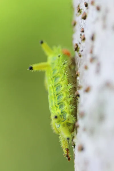 Caterpillar Rovar Zöld Levelek Rovarok Állatok — Stock Fotó