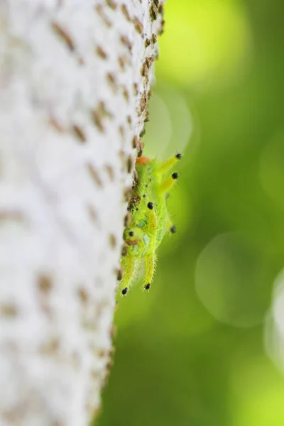 Κάμπια Bug Σχετικά Πράσινα Φύλλα Απωθητές Ζώων — Φωτογραφία Αρχείου