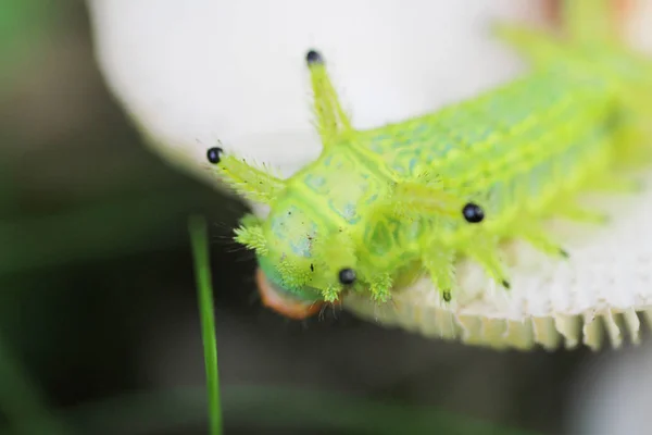 Caterpillar Bug Groene Bladeren Insect Dier — Stockfoto