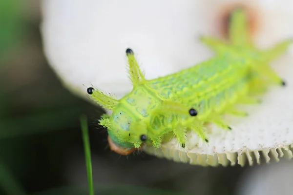 Firma Caterpillar Bug Zielonych Liści Owad Zwierzę — Zdjęcie stockowe