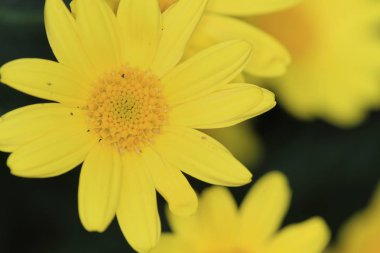 Dasiy çiçek ve fon olarak arka plan dokusu