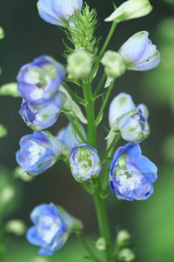 Renkli çiçek ve yaprak hk Garden