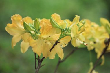 Renkli çiçek ve yaprak hk Garden