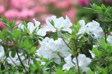 Güzel pembe ormangülü çiçek 2011