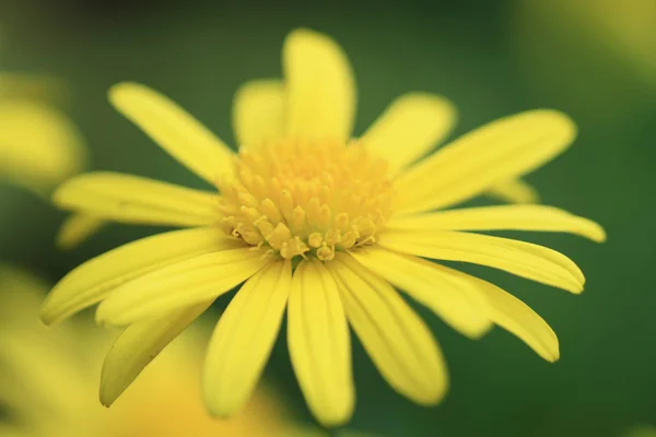 Dasiy Flor Telón Fondo Como Textura Fondo —  Fotos de Stock