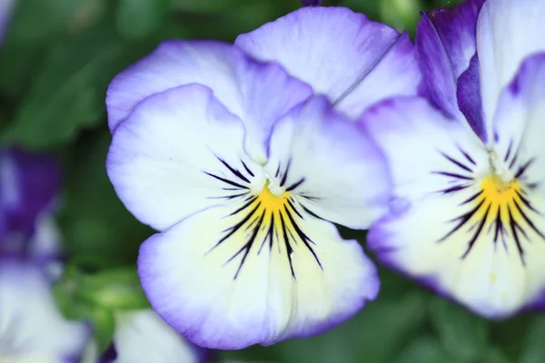 Barevný Květ List Garden — Stock fotografie