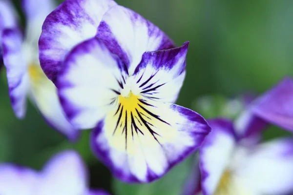 Barevný Květ List Garden — Stock fotografie