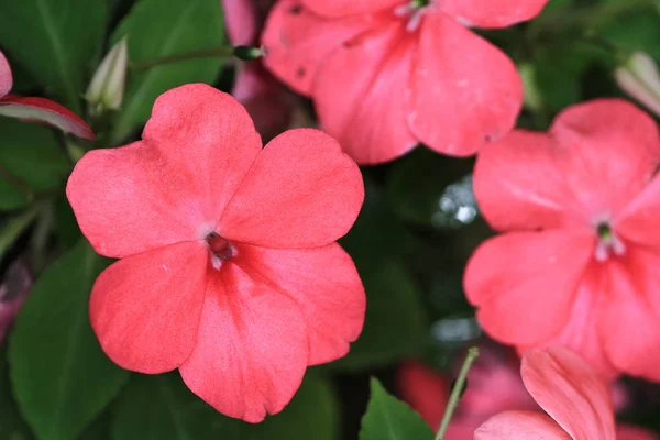 Colorido Flor Folha Jardim — Fotografia de Stock