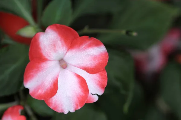 Renkli Çiçek Yaprak Garden — Stok fotoğraf