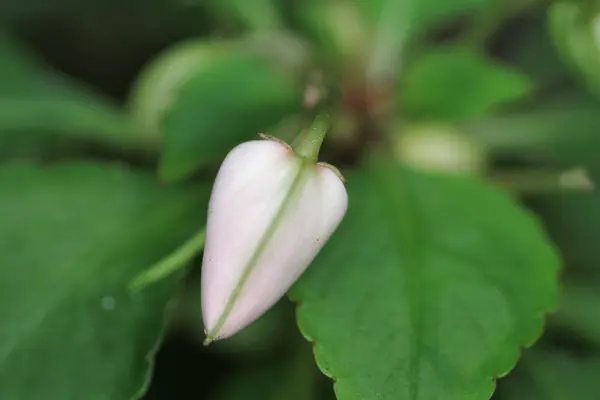 Colorido Flor Folha Jardim — Fotografia de Stock