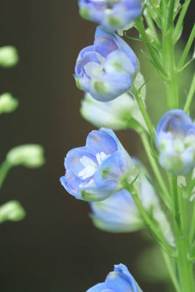 Färgglada Blomma Och Blad Trädgård — Stockfoto