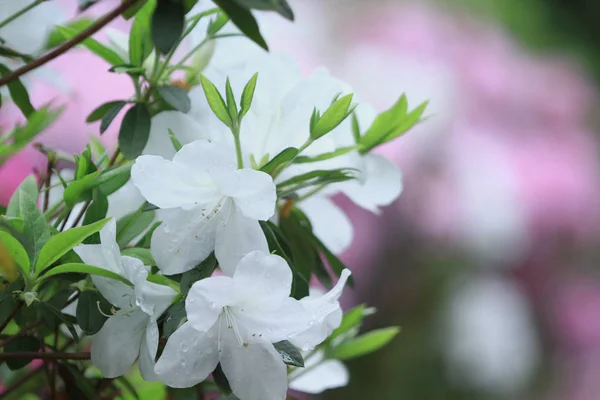 Les Belles Fleurs Roses Rhododendron 2011 — Photo