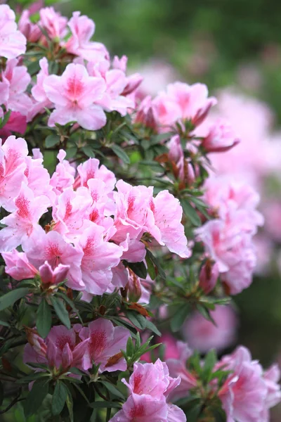 Beautiful Pink Rhododendron Flowers 2011 — Stock Photo, Image