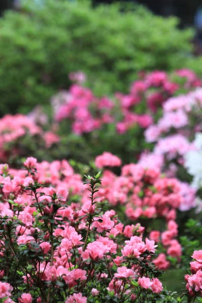 Krásný Růžový Rododendron Květiny 2011 — Stock fotografie