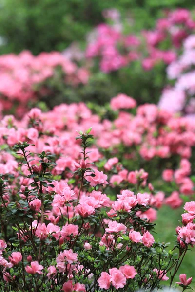 Beautiful Pink Rhododendron Flowers 2011 — Stock Photo, Image