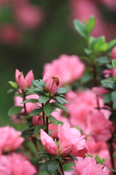Les Belles Fleurs Roses Rhododendron 2011 — Photo