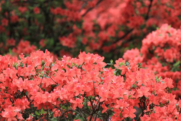 Die Schönen Rosafarbenen Rhododendron Blüten 2011 — Stockfoto