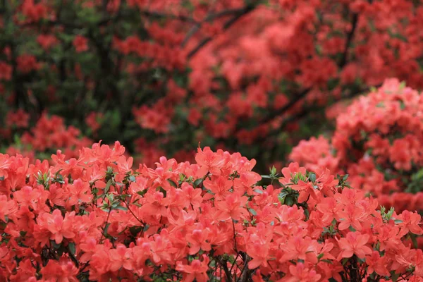 Güzel Pembe Ormangülü Çiçek 2011 — Stok fotoğraf