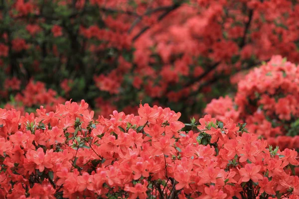 Die Schönen Rosafarbenen Rhododendron Blüten 2011 — Stockfoto