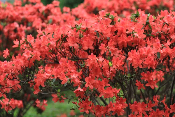 Beautiful Pink Rhododendron Flowers 2011 — Stock Photo, Image