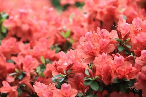 Die Schönen Rosafarbenen Rhododendron Blüten 2011 — Stockfoto