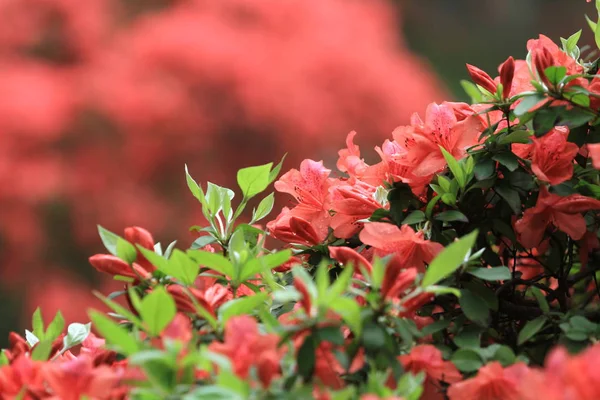 Die Schönen Rosafarbenen Rhododendron Blüten 2011 — Stockfoto