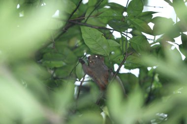 sincap yaz ağaç closeup hk, Tarih