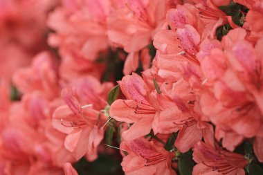 Hükümet Binası pembe ormangülü çiçek,