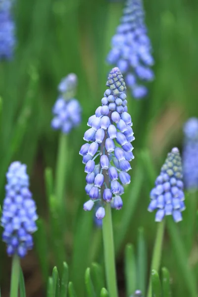 Jacinthe Jardin Hyacinthus Orientalis Fleurs 2011 — Photo