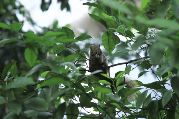 Wiewiórka Zbliżenie Drzewo Lato — Zdjęcie stockowe
