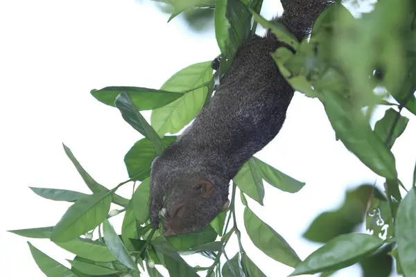 Σκίουρος Στο Καλοκαίρι Δέντρο Closeup Του — Φωτογραφία Αρχείου