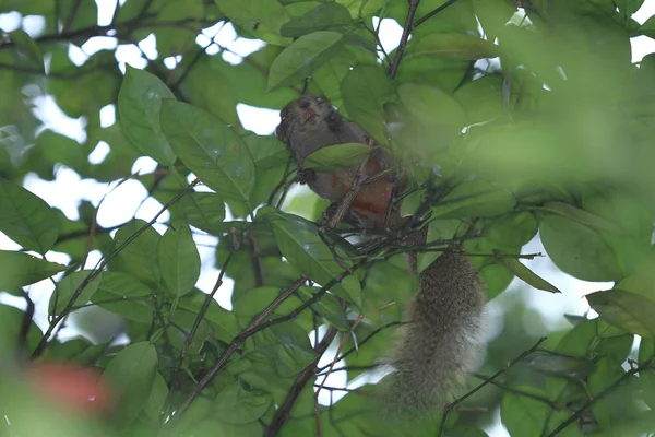 Das Eichhörnchen Auf Sommerbaumnahaufnahme Bei — Stockfoto