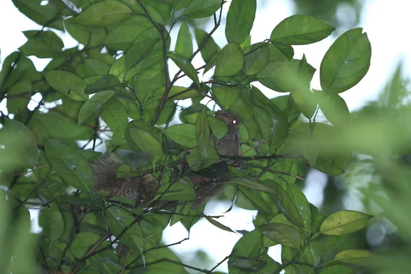 Das Eichhörnchen Auf Sommerbaumnahaufnahme Bei — Stockfoto