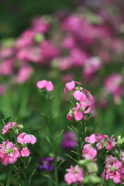 Colorido Flor Folha Jardim — Fotografia de Stock