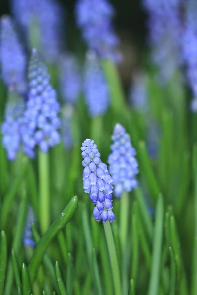 Jardín Jacinto Hyacinthus Orientalis Las Flores 2011 —  Fotos de Stock