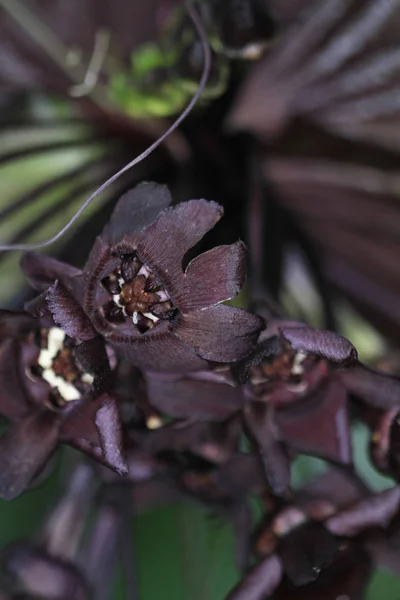 Fiore Nero Nella Foresta Giardino 2011 — Foto Stock