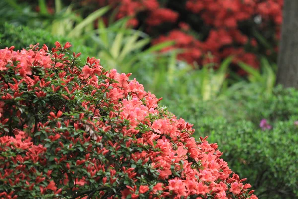 Rosafarbene Rhododendron Blüten Regierungssitz — Stockfoto