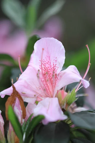 Růžový Rododendron Květiny Vládní Dům — Stock fotografie