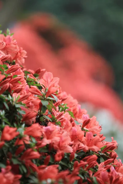 Λουλούδια Ροζ Rhododendron Στο Σπίτι Της Κυβέρνησης — Φωτογραφία Αρχείου