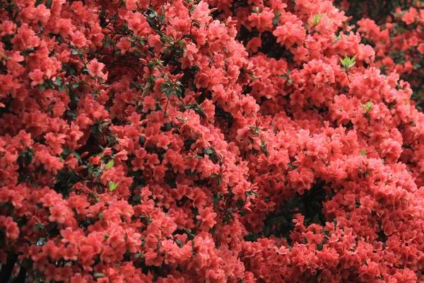 Růžový Rododendron Květiny Vládní Dům — Stock fotografie