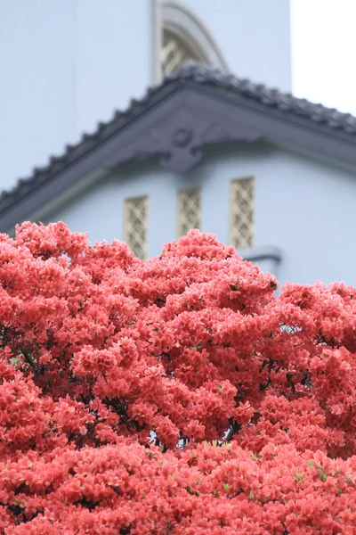 Fiori Rododendro Rosa Government House — Foto Stock