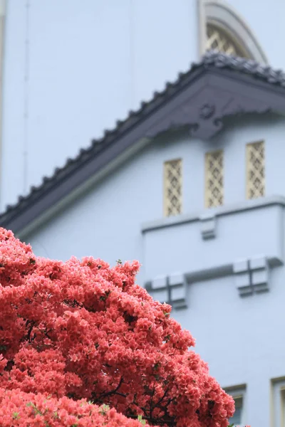Fiori Rododendro Rosa Government House — Foto Stock