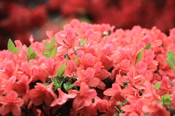 Rosafarbene Rhododendron Blüten Regierungssitz — Stockfoto